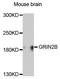 NMDAR2B antibody, MBS125642, MyBioSource, Western Blot image 