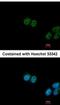 Far Upstream Element Binding Protein 3 antibody, NBP2-16545, Novus Biologicals, Immunocytochemistry image 