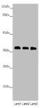 Heterogeneous nuclear ribonucleoprotein D0 antibody, A53913-100, Epigentek, Western Blot image 