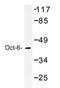 POU Class 3 Homeobox 1 antibody, AP20431PU-N, Origene, Western Blot image 