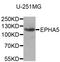 EPH Receptor A5 antibody, STJ113573, St John