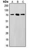 SUMO Specific Peptidase 3 antibody, LS-C353387, Lifespan Biosciences, Western Blot image 