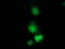 Guanylate Binding Protein 5 antibody, TA502241, Origene, Immunofluorescence image 