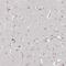 Leucine Rich Repeat Containing 14B antibody, NBP2-32653, Novus Biologicals, Immunohistochemistry frozen image 