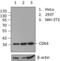 Cyclin Dependent Kinase 4 antibody, 690802, BioLegend, Western Blot image 