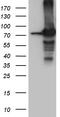 Protein transport protein Sec23B antibody, TA810190, Origene, Western Blot image 