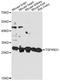 Tetraspanin 31 antibody, LS-C749259, Lifespan Biosciences, Western Blot image 
