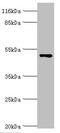 Coiled-Coil Domain Containing 14 antibody, orb351157, Biorbyt, Western Blot image 