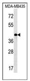 Glia-derived nexin antibody, AP53863PU-N, Origene, Western Blot image 