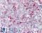 Spondin 2 antibody, LS-B10352, Lifespan Biosciences, Immunohistochemistry frozen image 