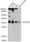 C-type lectin domain family 10 member A antibody, 14-173, ProSci, Western Blot image 
