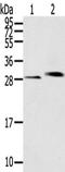 Chloride Intracellular Channel 4 antibody, TA351085, Origene, Western Blot image 