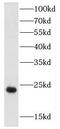 Fibroblast Growth Factor 12 antibody, FNab03088, FineTest, Western Blot image 