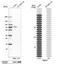 RNA Binding Motif Protein 47 antibody, NBP1-83664, Novus Biologicals, Western Blot image 