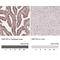 Zinc Finger Protein 703 antibody, AMAb90789, Atlas Antibodies, Immunohistochemistry frozen image 