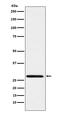 Peroxiredoxin 4 antibody, M05000-1, Boster Biological Technology, Western Blot image 
