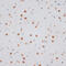 H2A Histone Family Member X antibody, 14-047, ProSci, Immunohistochemistry frozen image 