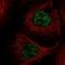 Zinc finger protein Rlf antibody, NBP2-33827, Novus Biologicals, Immunocytochemistry image 