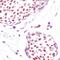 Histone H3 antibody, MA5-14977, Invitrogen Antibodies, Immunohistochemistry frozen image 