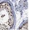 Stromal Antigen 3 antibody, FNab09779, FineTest, Immunohistochemistry frozen image 