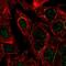 mBD-1 antibody, HPA012783, Atlas Antibodies, Immunofluorescence image 
