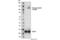 EPH Receptor A2 antibody, 3970S, Cell Signaling Technology, Western Blot image 