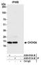 Coiled-Coil-Helix-Coiled-Coil-Helix Domain Containing 4 antibody, A305-811A-M, Bethyl Labs, Immunoprecipitation image 