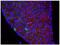 BrdU antibody, NB500-235, Novus Biologicals, Immunocytochemistry image 