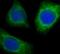 Zinc Finger DHHC-Type Containing 5 antibody, FNab09617, FineTest, Immunofluorescence image 
