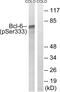 BCL6 Transcription Repressor antibody, PA5-39779, Invitrogen Antibodies, Western Blot image 