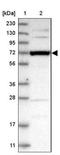 F-Box Protein 43 antibody, NBP1-84709, Novus Biologicals, Western Blot image 