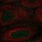 Angiomotin antibody, NBP2-68862, Novus Biologicals, Immunofluorescence image 