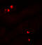 SGK antibody, 6319, ProSci Inc, Immunofluorescence image 