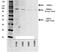 Tetanus toxin antibody, NB100-63239, Novus Biologicals, Western Blot image 