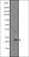 BAF Chromatin Remodeling Complex Subunit BCL7C antibody, orb335397, Biorbyt, Western Blot image 