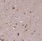 Mas-related G-protein coupled receptor MRG antibody, FNab05019, FineTest, Immunohistochemistry frozen image 