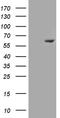 ER-beta antibody, TA801088S, Origene, Western Blot image 