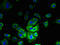 Lipase Maturation Factor 2 antibody, LS-C395972, Lifespan Biosciences, Immunofluorescence image 