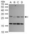 MRG-1 antibody, GTX129265, GeneTex, Western Blot image 