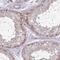 Coiled-Coil Domain Containing 150 antibody, NBP2-33514, Novus Biologicals, Immunohistochemistry paraffin image 
