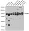 Syntaxin Binding Protein 3 antibody, GTX32903, GeneTex, Western Blot image 