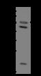 Selenoprotein N antibody, 206142-T32, Sino Biological, Western Blot image 
