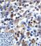 T Cell Immunoreceptor With Ig And ITIM Domains antibody, TA355107, Origene, Immunohistochemistry paraffin image 