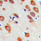Ribosomal Protein L22 antibody, LS-C358291, Lifespan Biosciences, Immunohistochemistry frozen image 