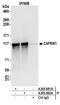 Cell Cycle Associated Protein 1 antibody, A303-882A, Bethyl Labs, Immunoprecipitation image 