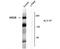 GRIN2B antibody, OPA1-04116, Invitrogen Antibodies, Western Blot image 