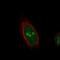 TLE Family Member 3, Transcriptional Corepressor antibody, NBP2-61621, Novus Biologicals, Immunofluorescence image 