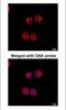 Tyrosine 3-Monooxygenase/Tryptophan 5-Monooxygenase Activation Protein Zeta antibody, NBP1-31325, Novus Biologicals, Immunocytochemistry image 