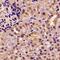 Pancreatic Lipase antibody, abx141853, Abbexa, Western Blot image 
