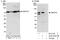 Zinc Finger Protein 579 antibody, A303-275A, Bethyl Labs, Immunoprecipitation image 